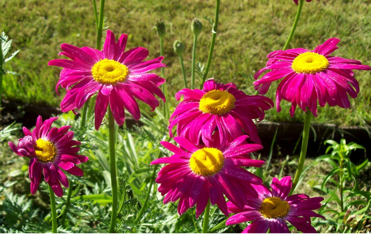 Матрикария пиретрум девичий Хризантема