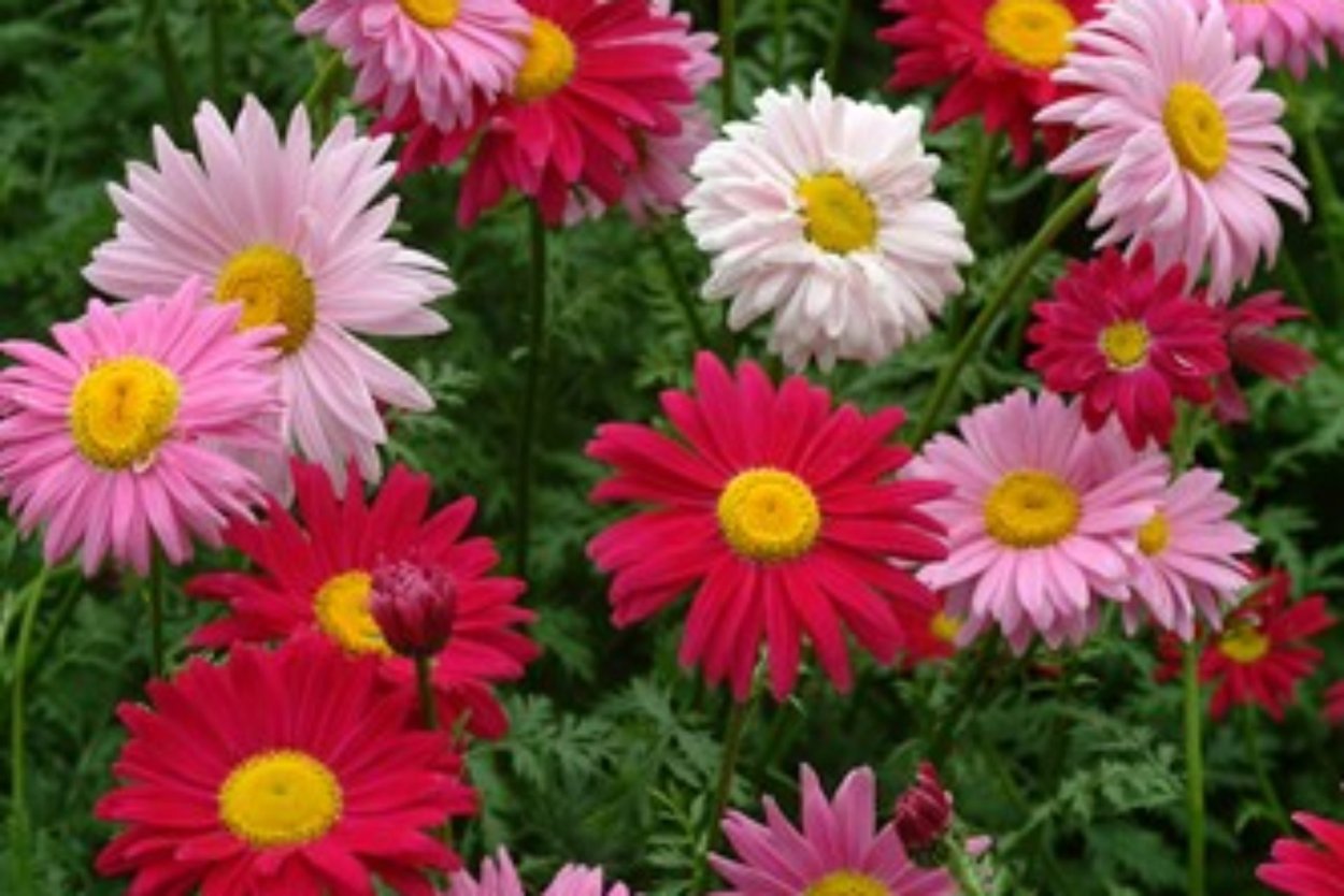 Пиретрум от комаров