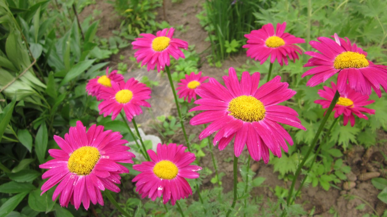 Ромашка пиретрум