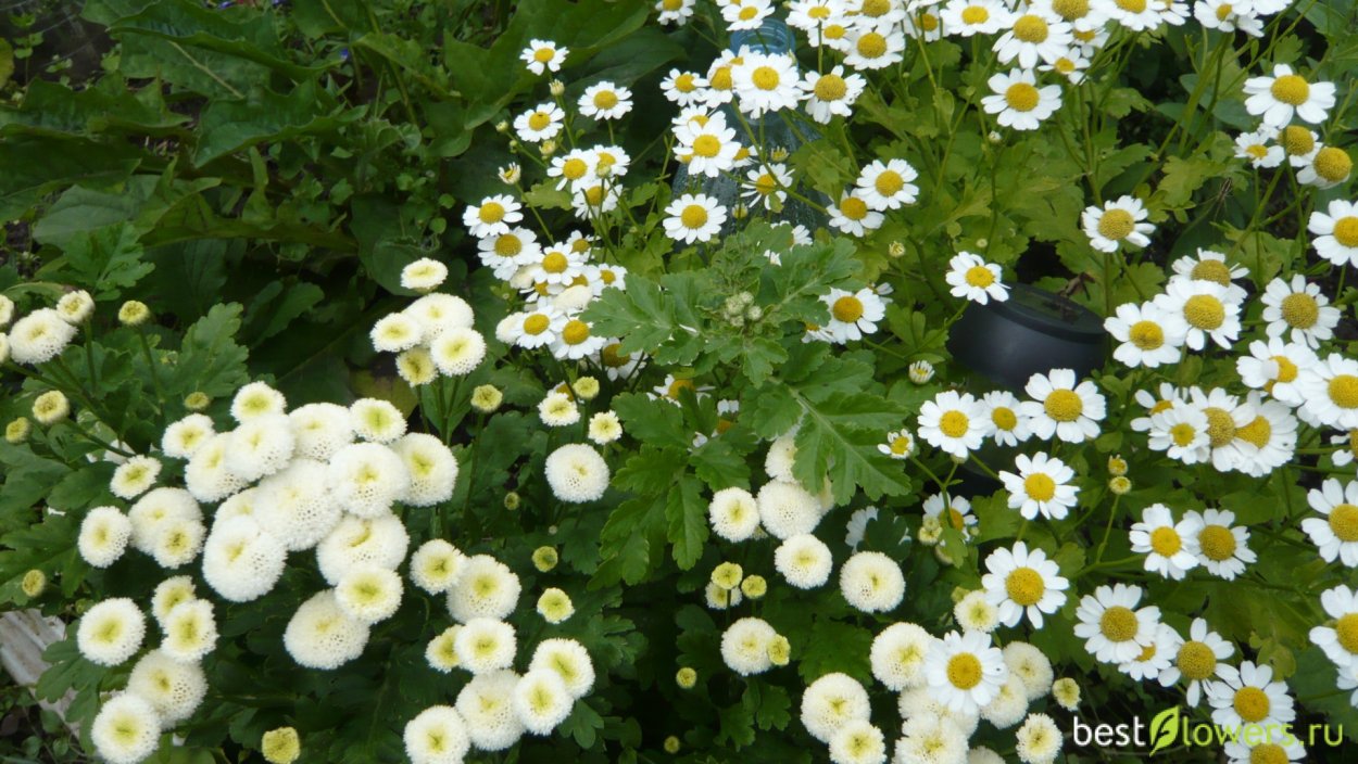 Пиретрум Робинсон ред