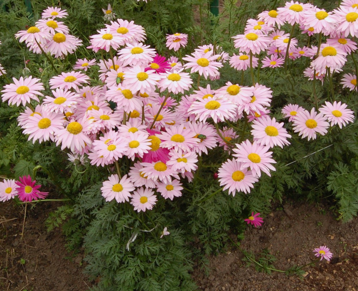 Пиретрум цветок белый