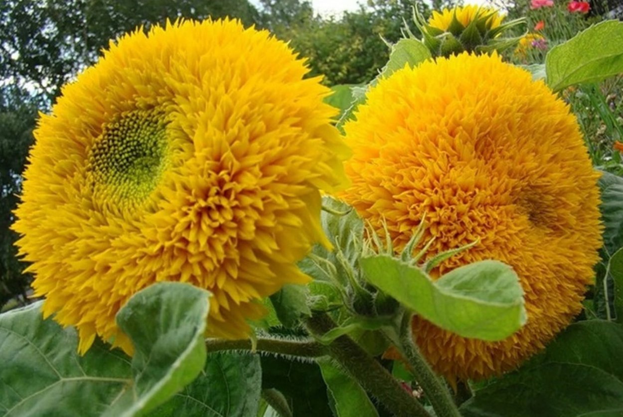 Подсолнечник 'Медвежонок' (махровый, желтый) d11