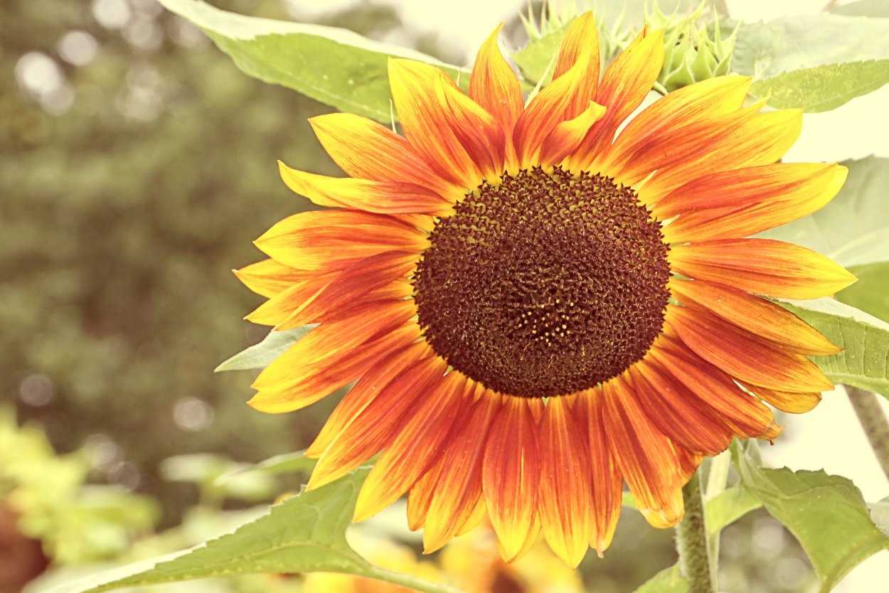 НТПО подсолнух