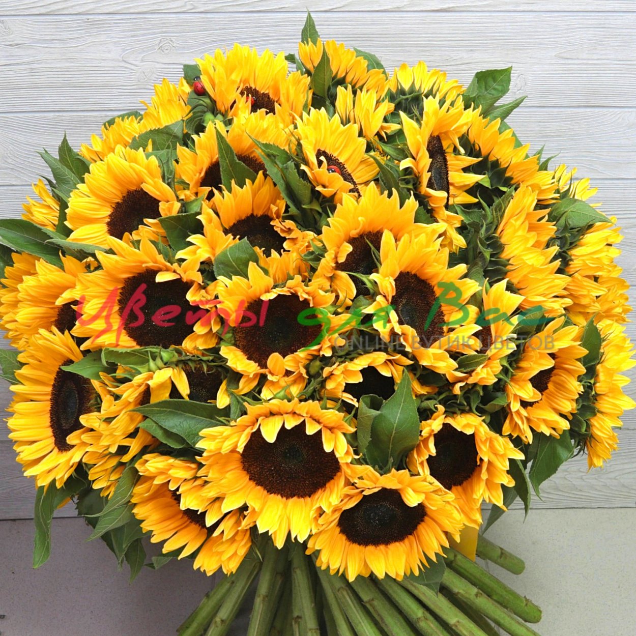 Подсолнухи Монобукет