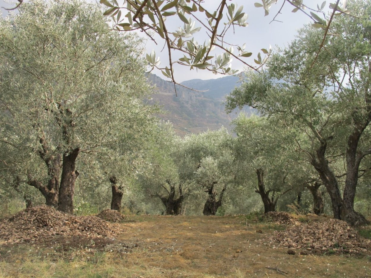 Дерево Аль гаркад