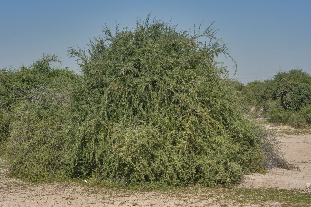 Дерево евреев гаркад
