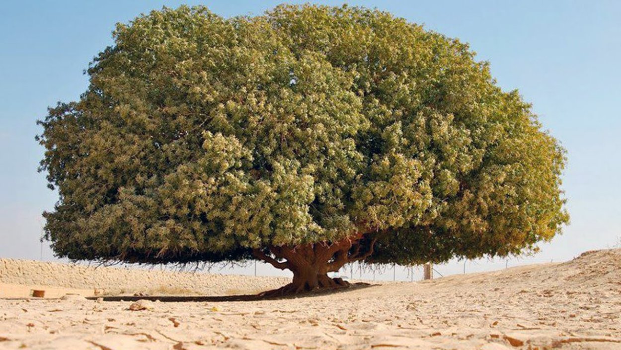 Дерево пророка Мухаммеда