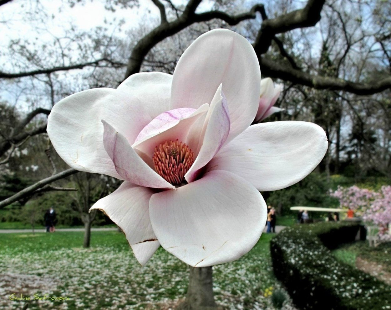 Магнолия грандифлора