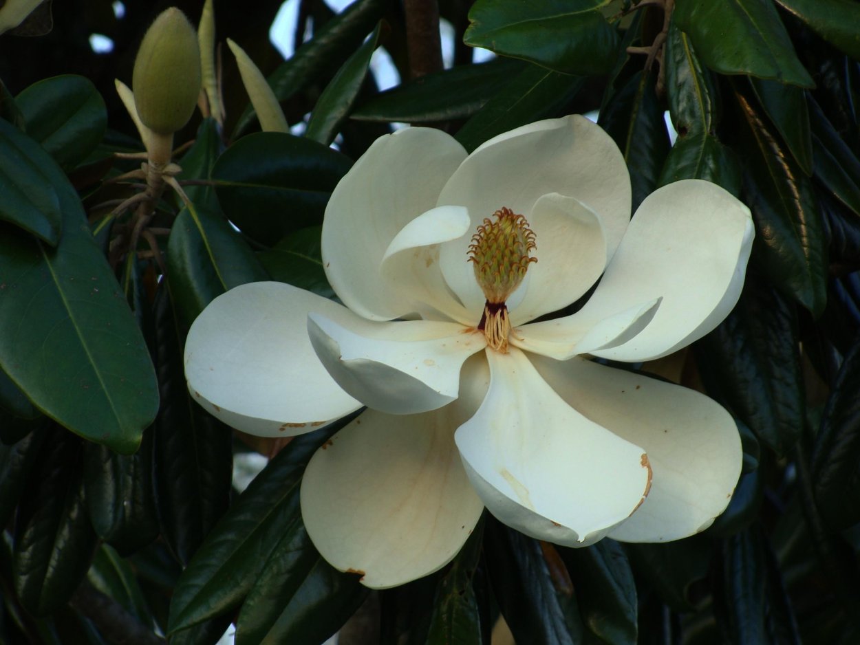 Магнолия Южная дерево