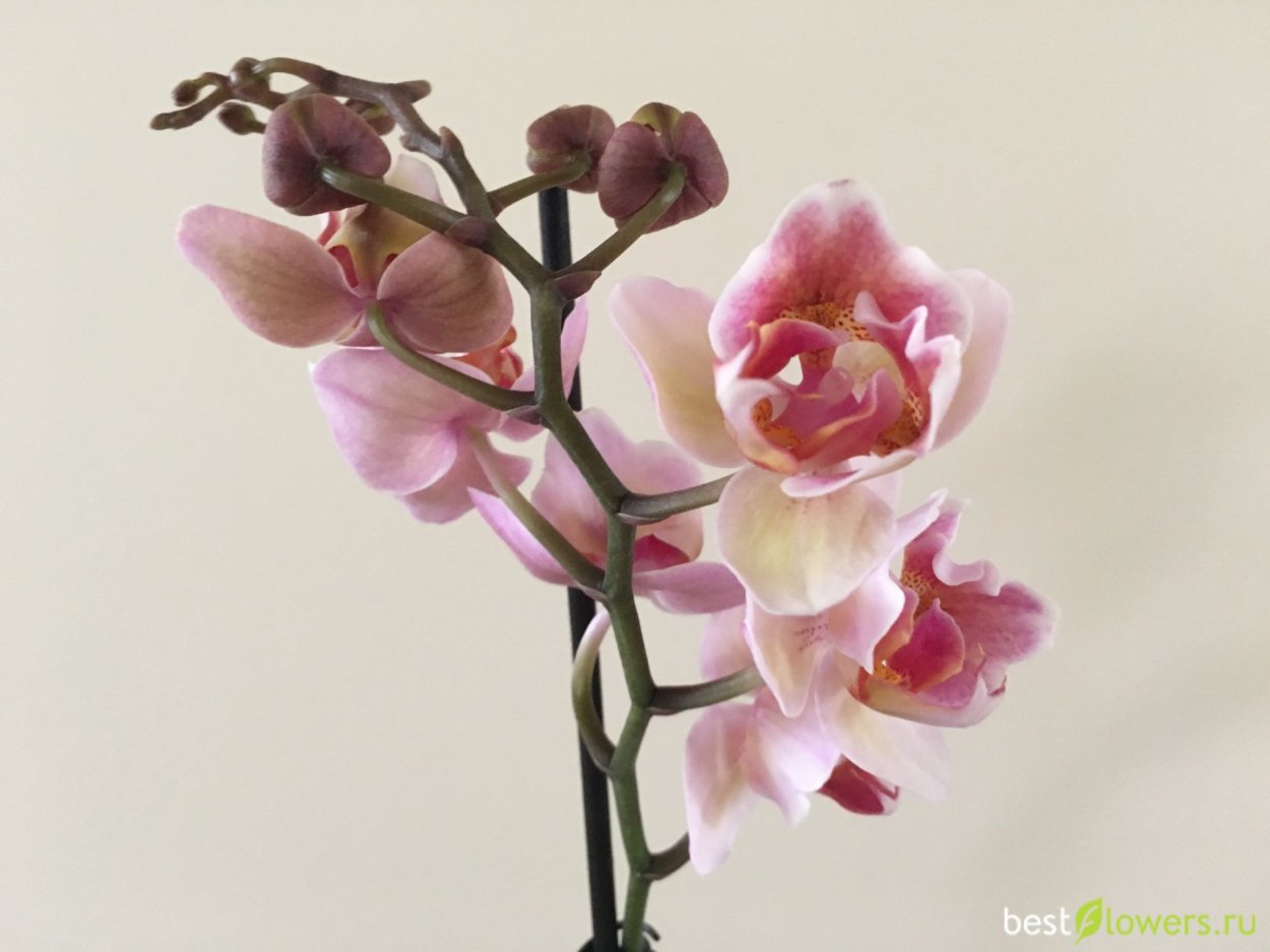 Орхидея фаленопсис легато