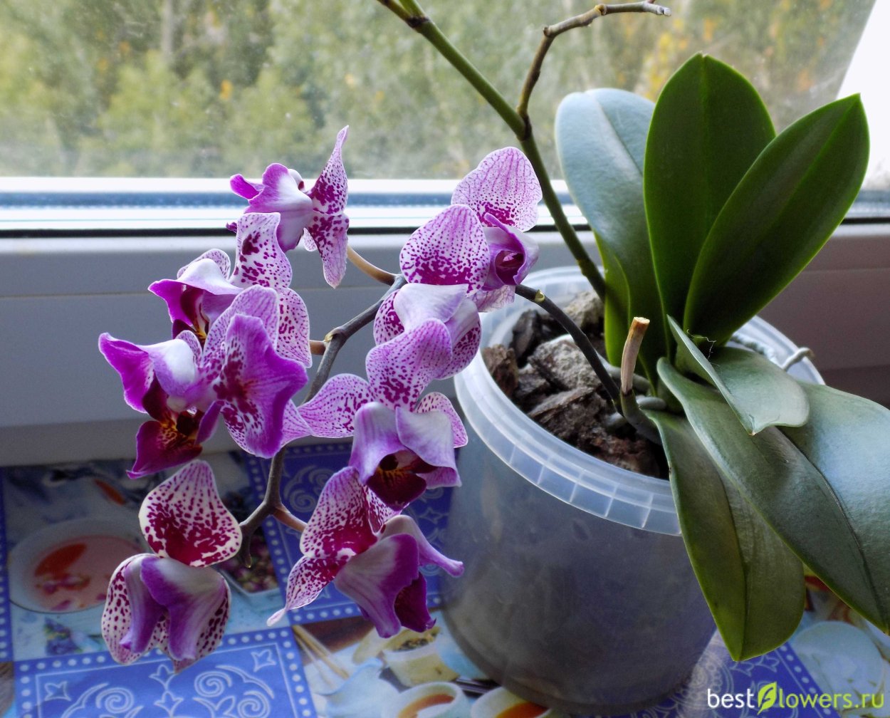 Фаленопсис Клеопатра бабочка