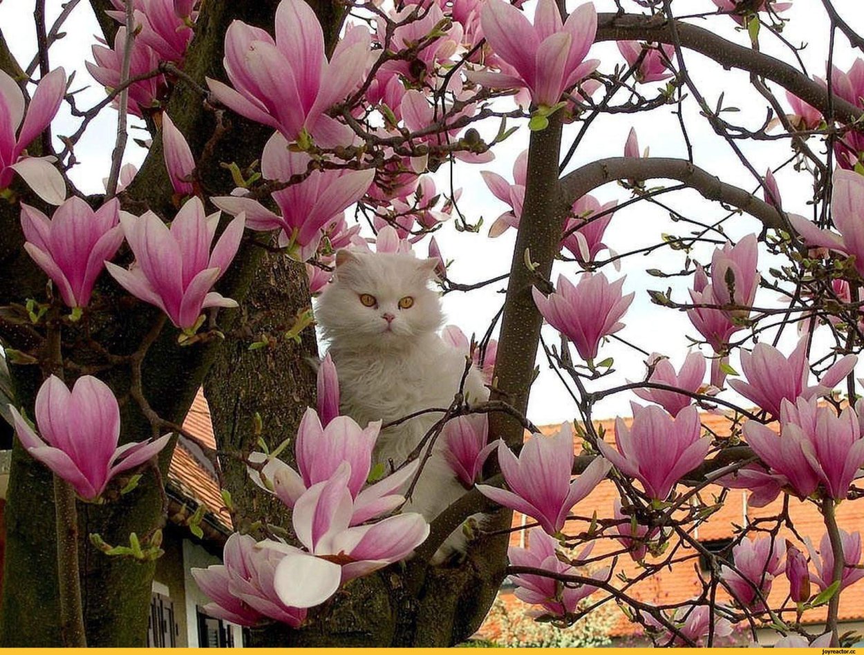 Тюльпановое дерево Ялта