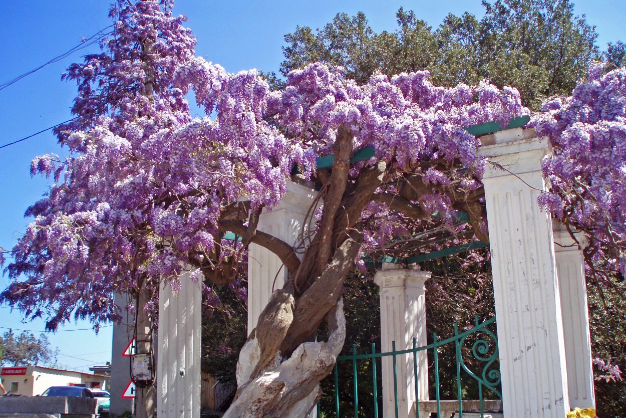 Глициния китайская Севастополь
