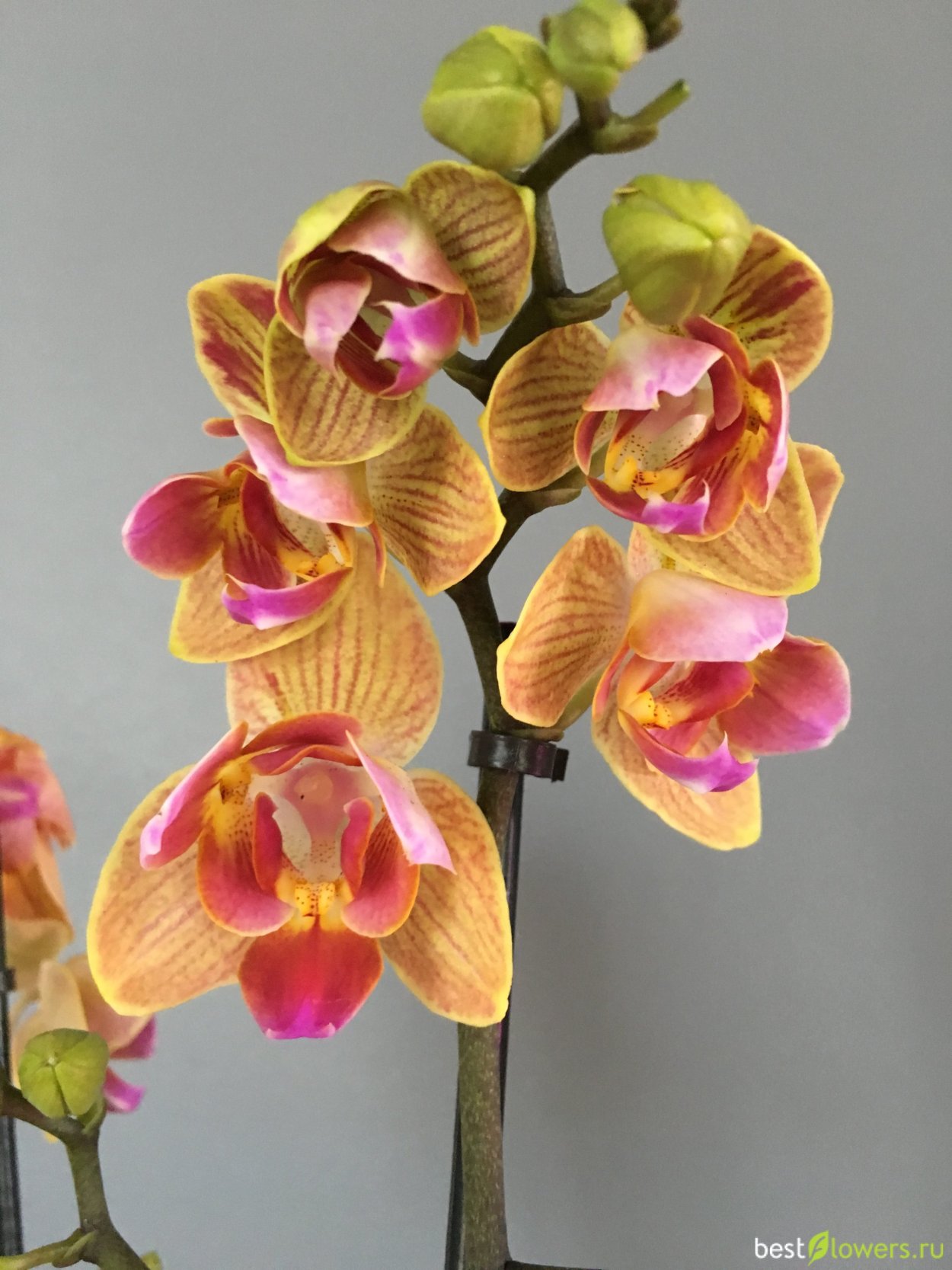 Орхидея легато пелорик