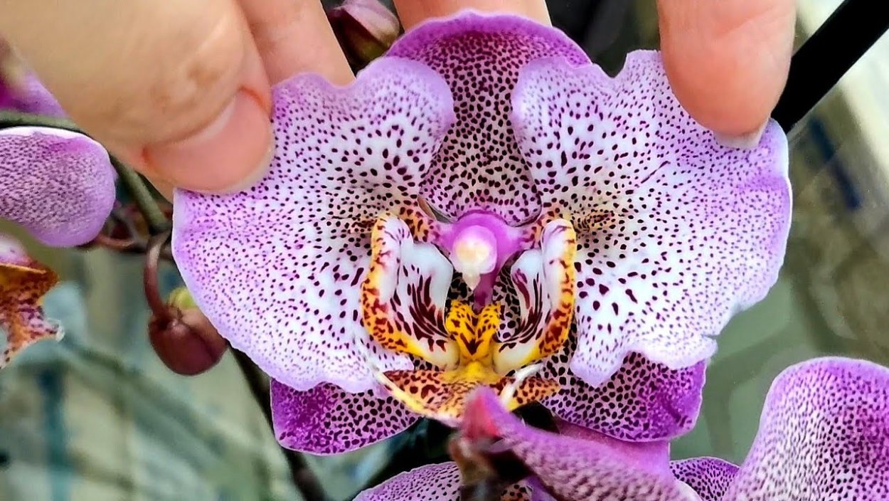 Орхидея фаленопсис пелорик