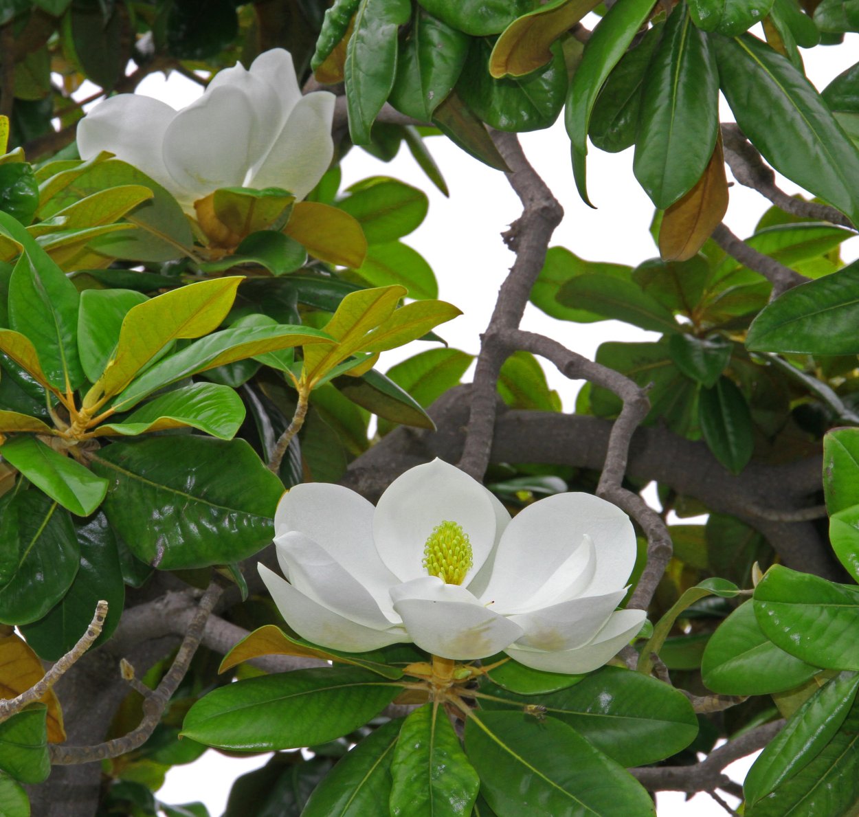 Магнолия дарахти