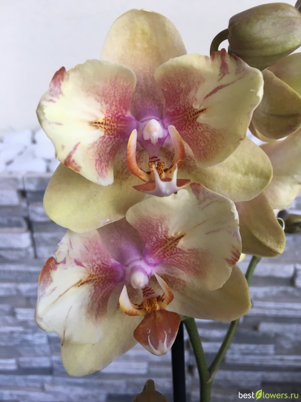 Орхидея ambiance Phalaenopsis