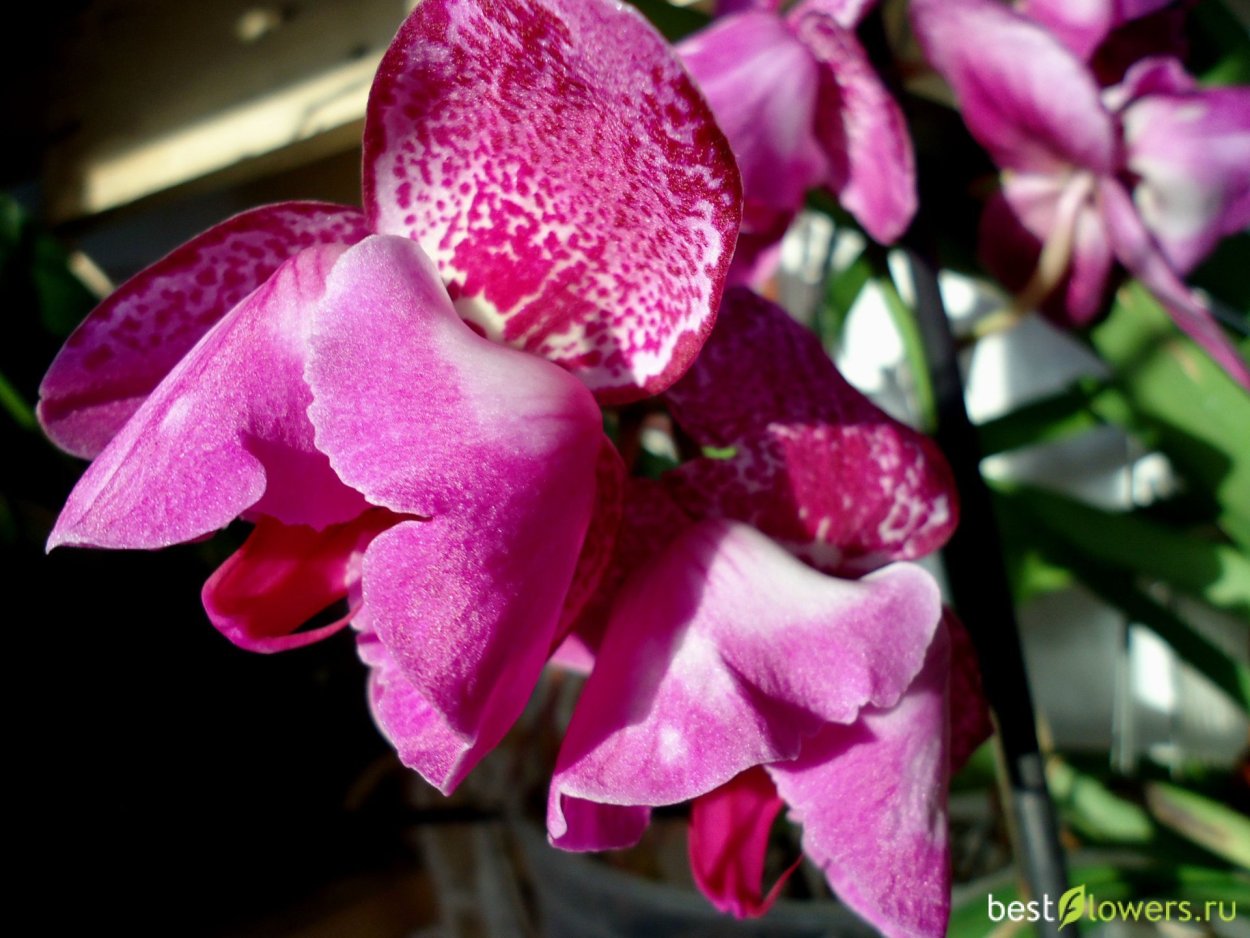 Орхидея легато пелорик