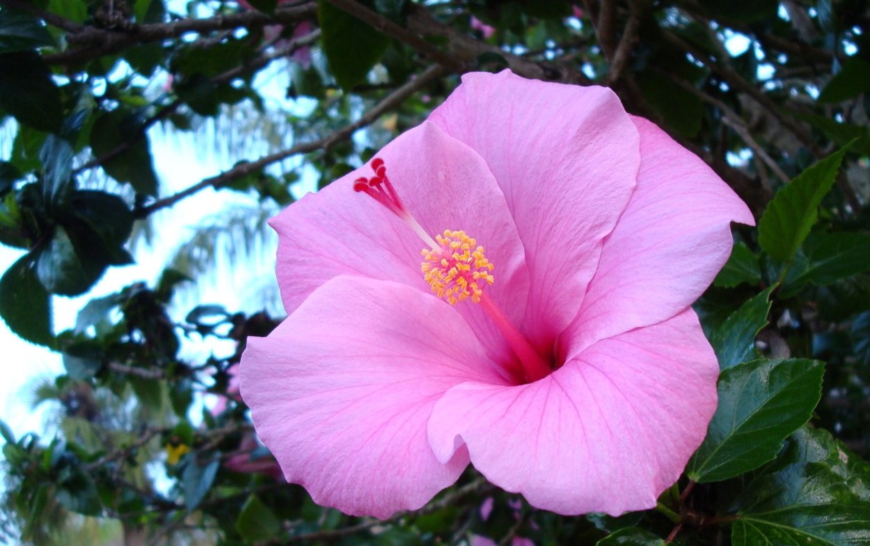 Гибискус Африканский