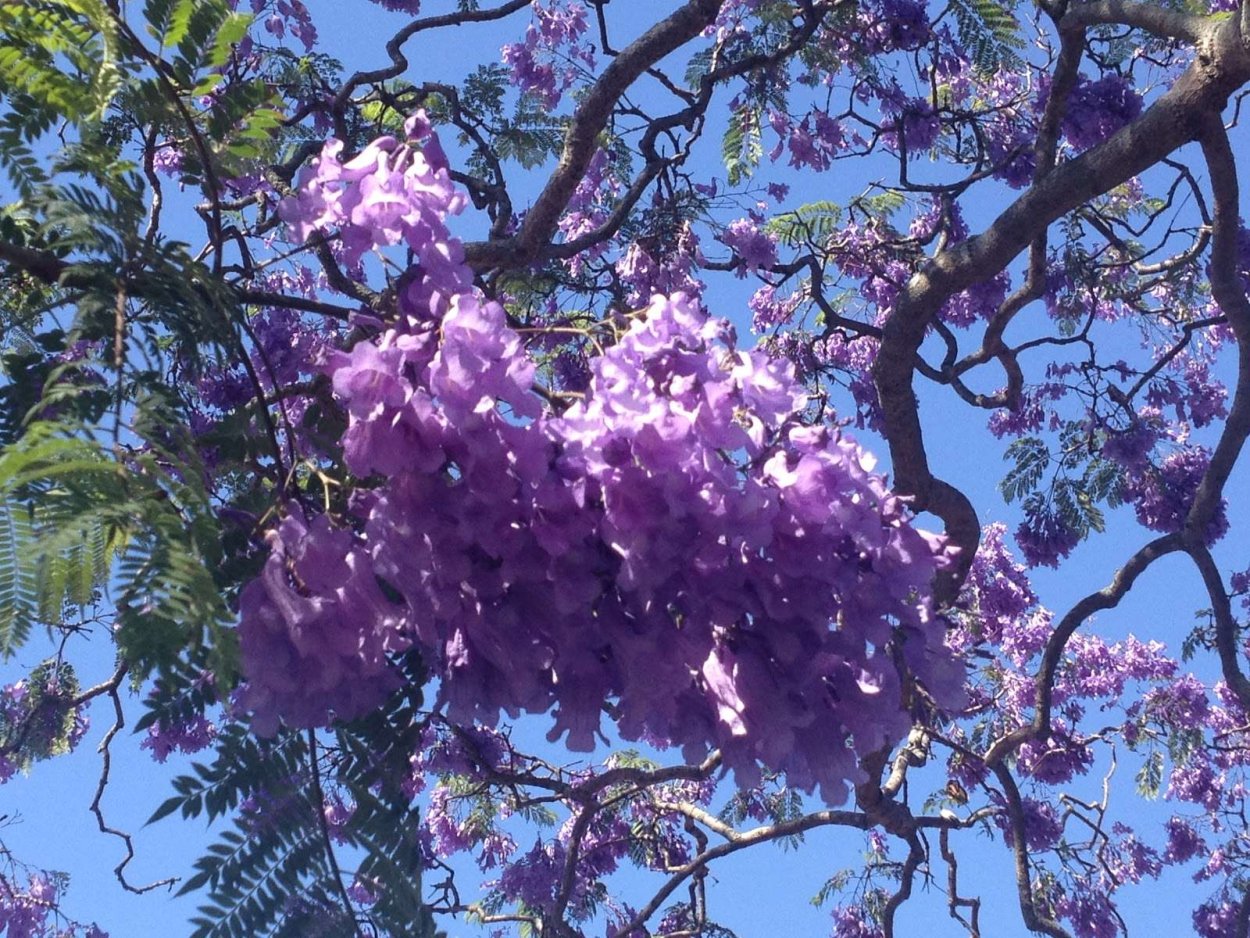 Фиалковое дерево жакаранда