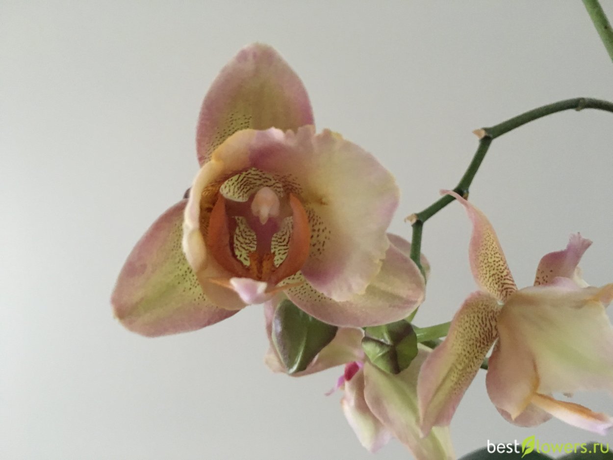 Фаленопсис пелорик бабочка