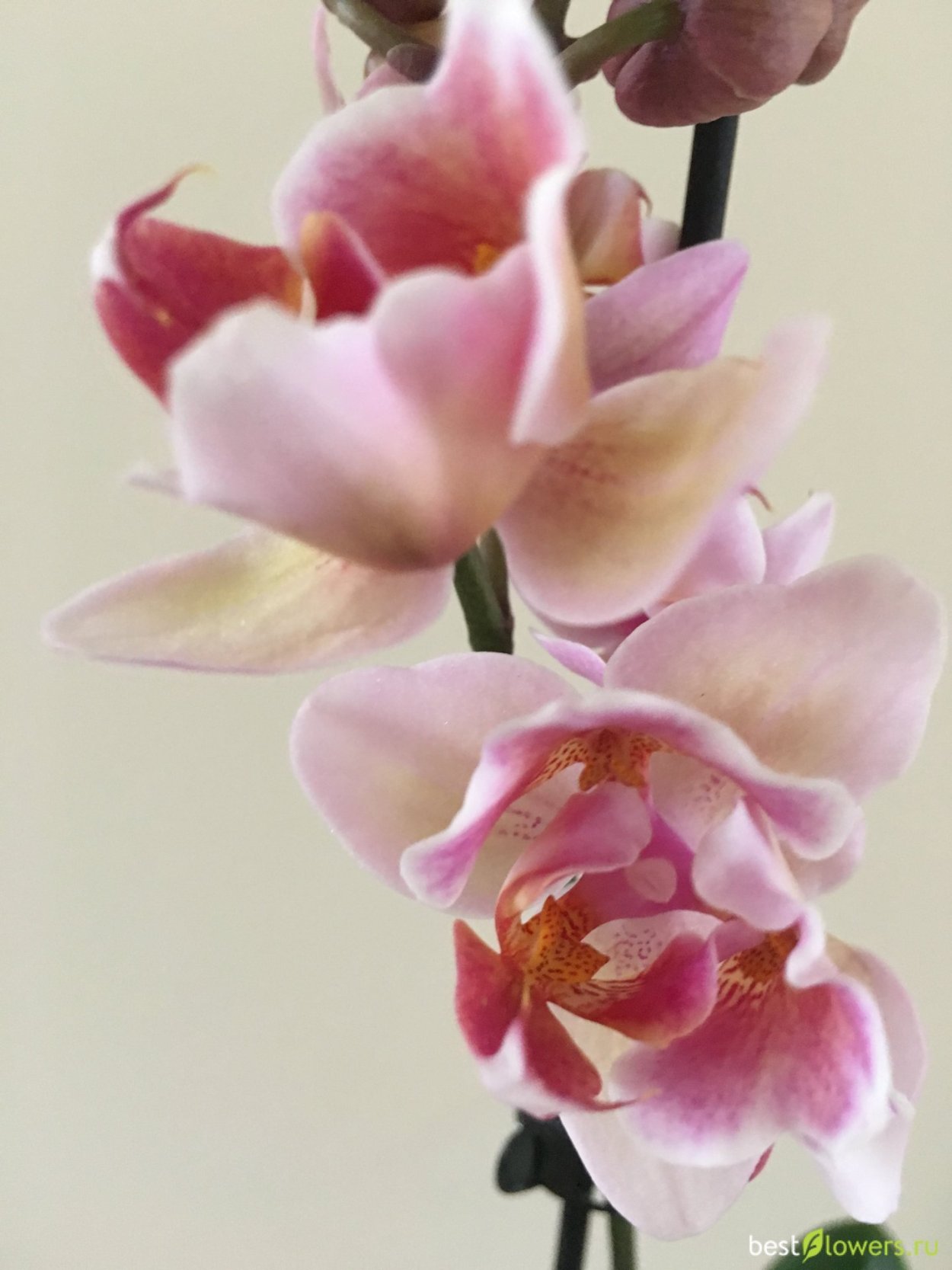 Фаленопсис пелорик