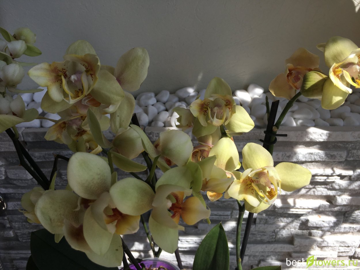 Фаленопсис джакаранда