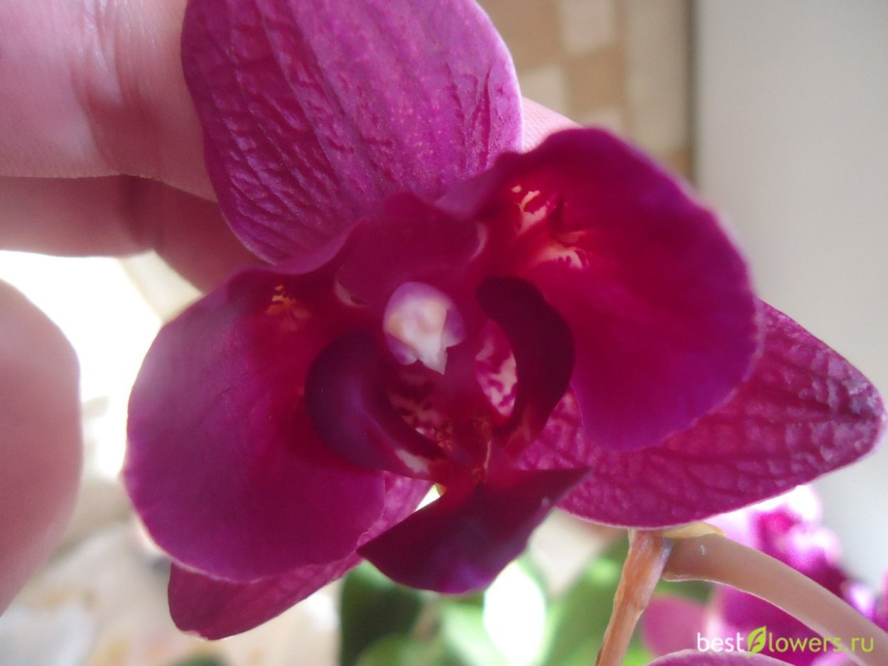 Орхидея легато трилипс