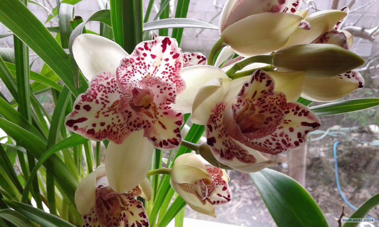 Орхидея фаленопсис пелорик