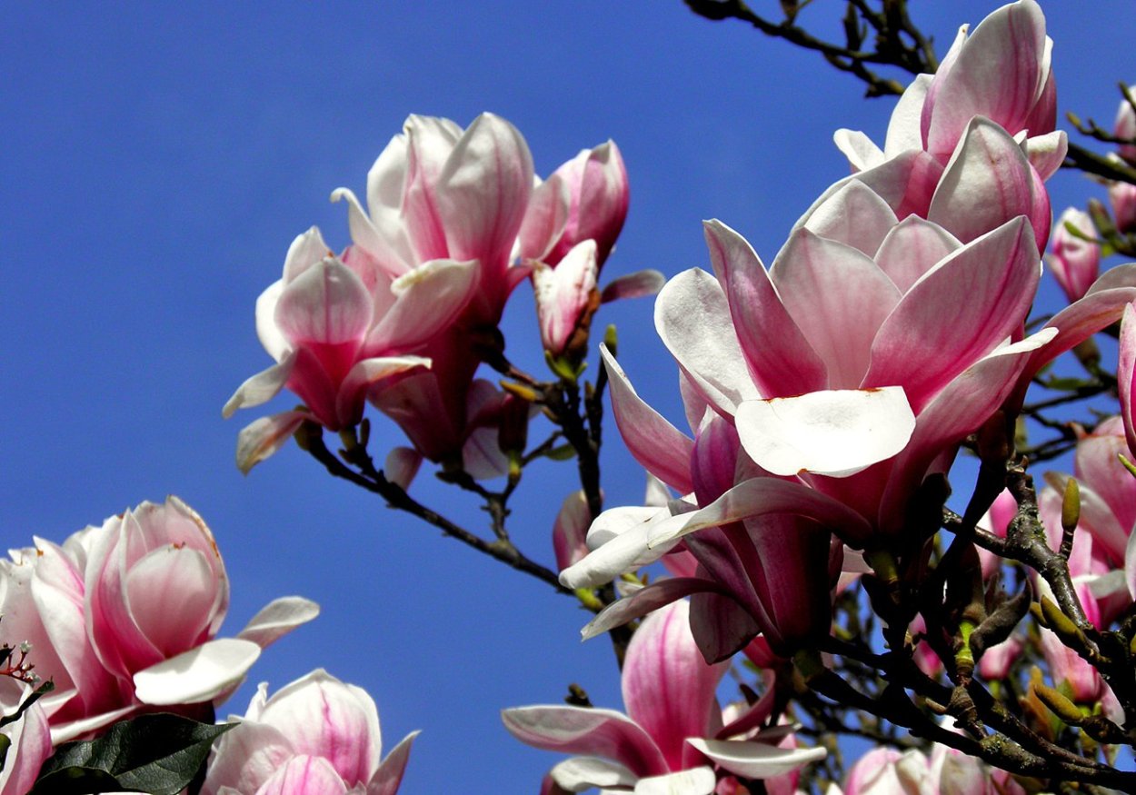 Цветение магнолии