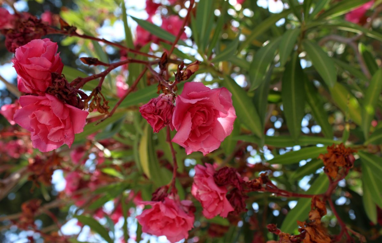 Кустарник Южный с розовыми