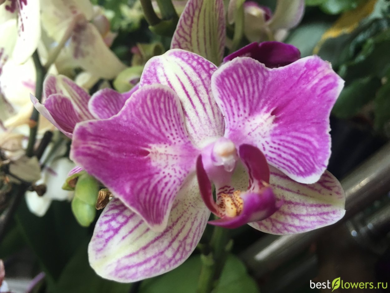 Орхидея фаленопсис