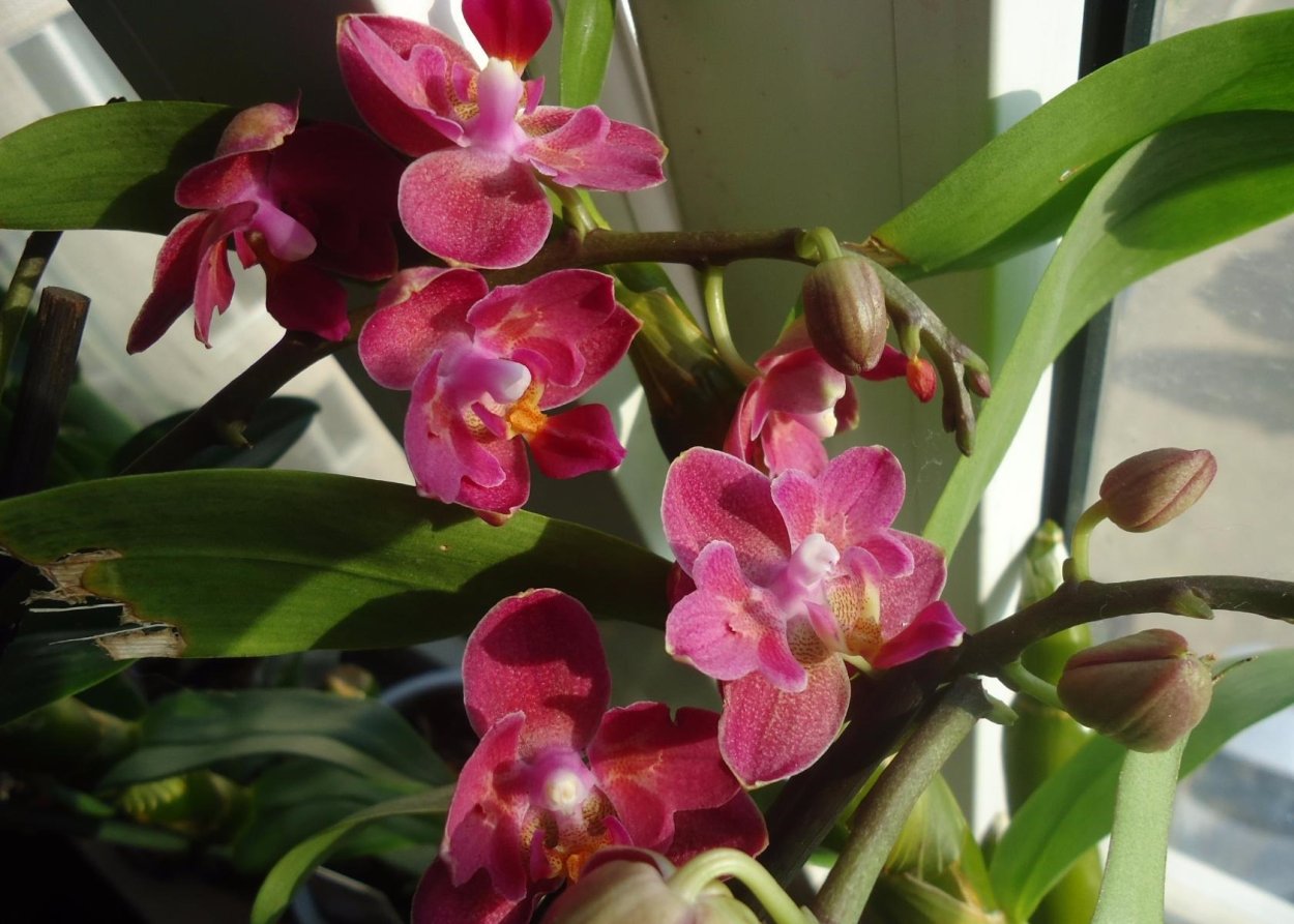 Фаленопсис Шиллериана