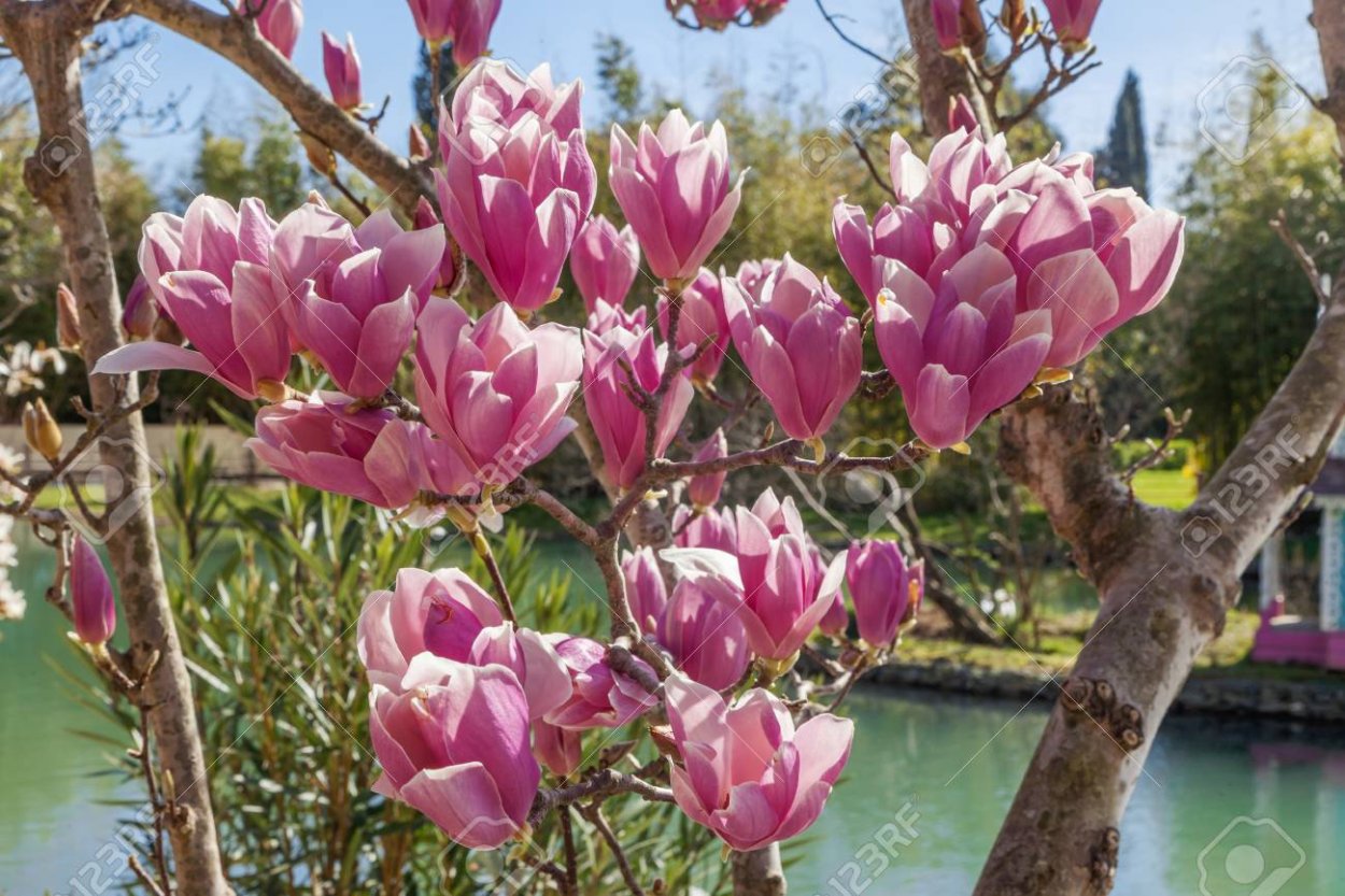 Магнолия Суланжа парк Южные культуры