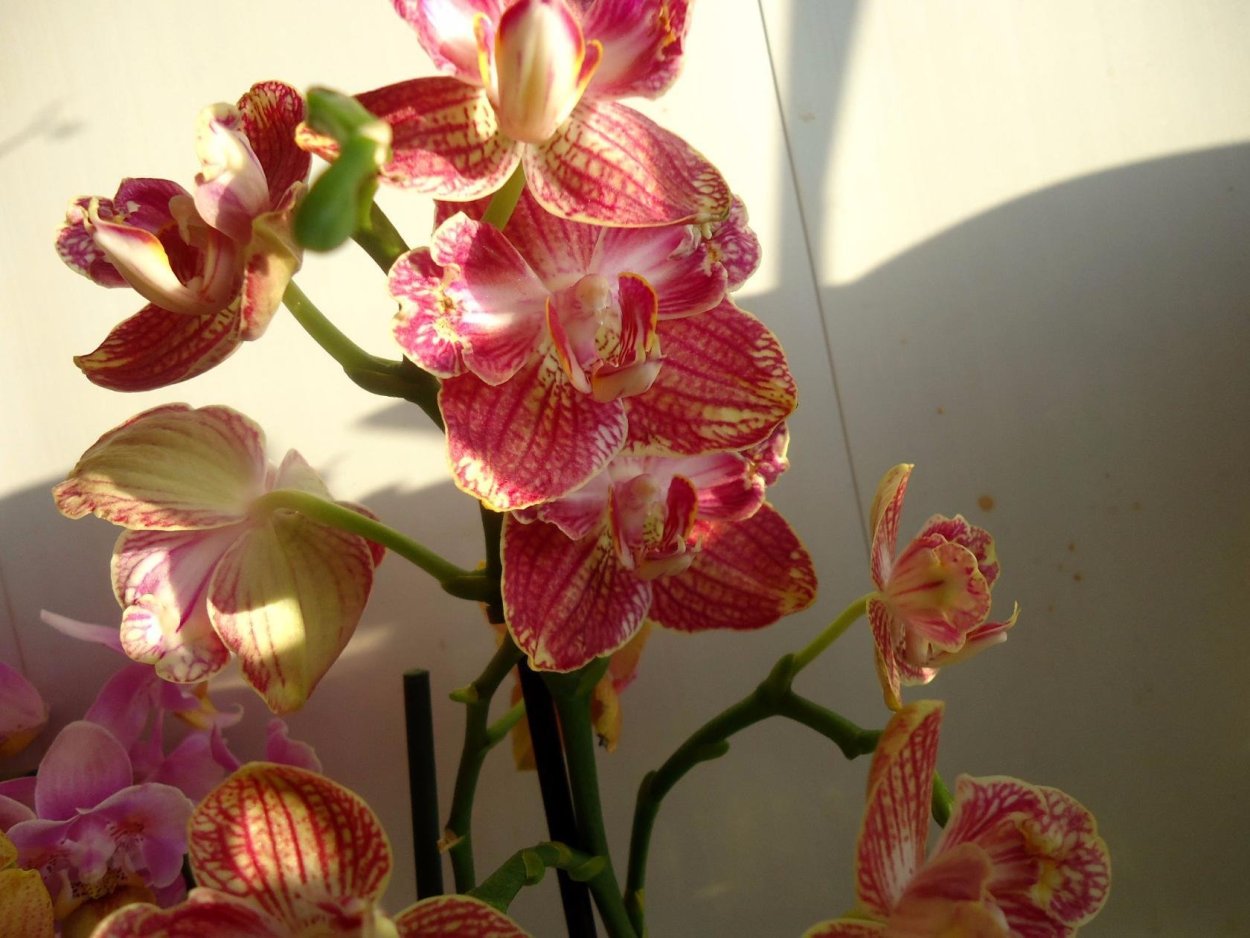 Фаленопсис Паваротти