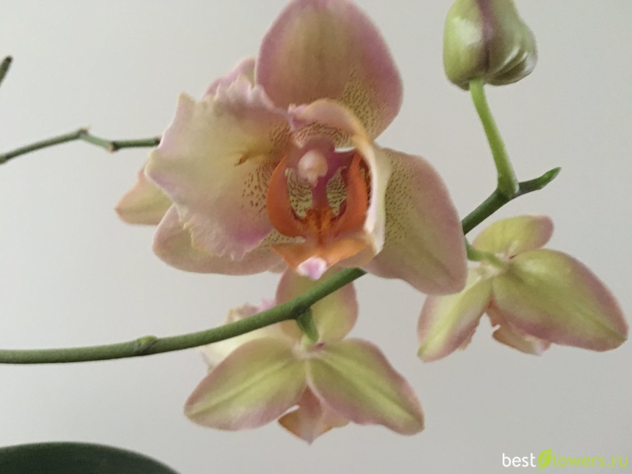 Фаленопсис Мэджик