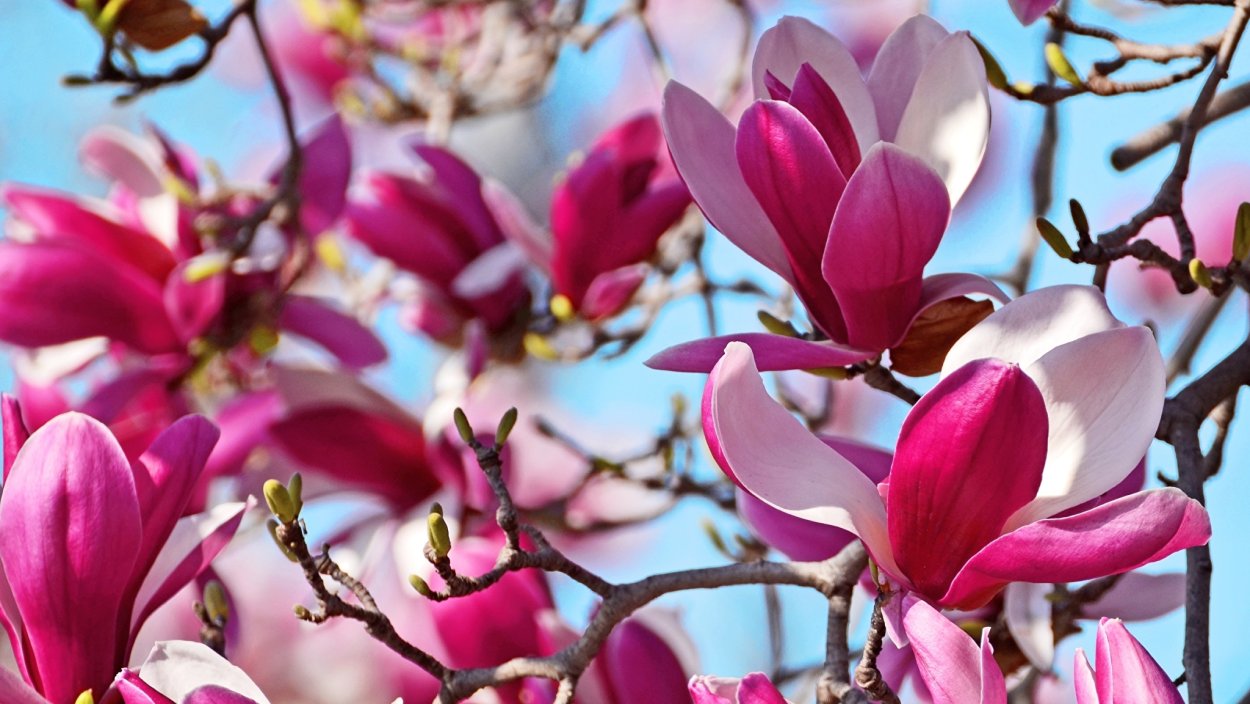 Цветущая Магнолия