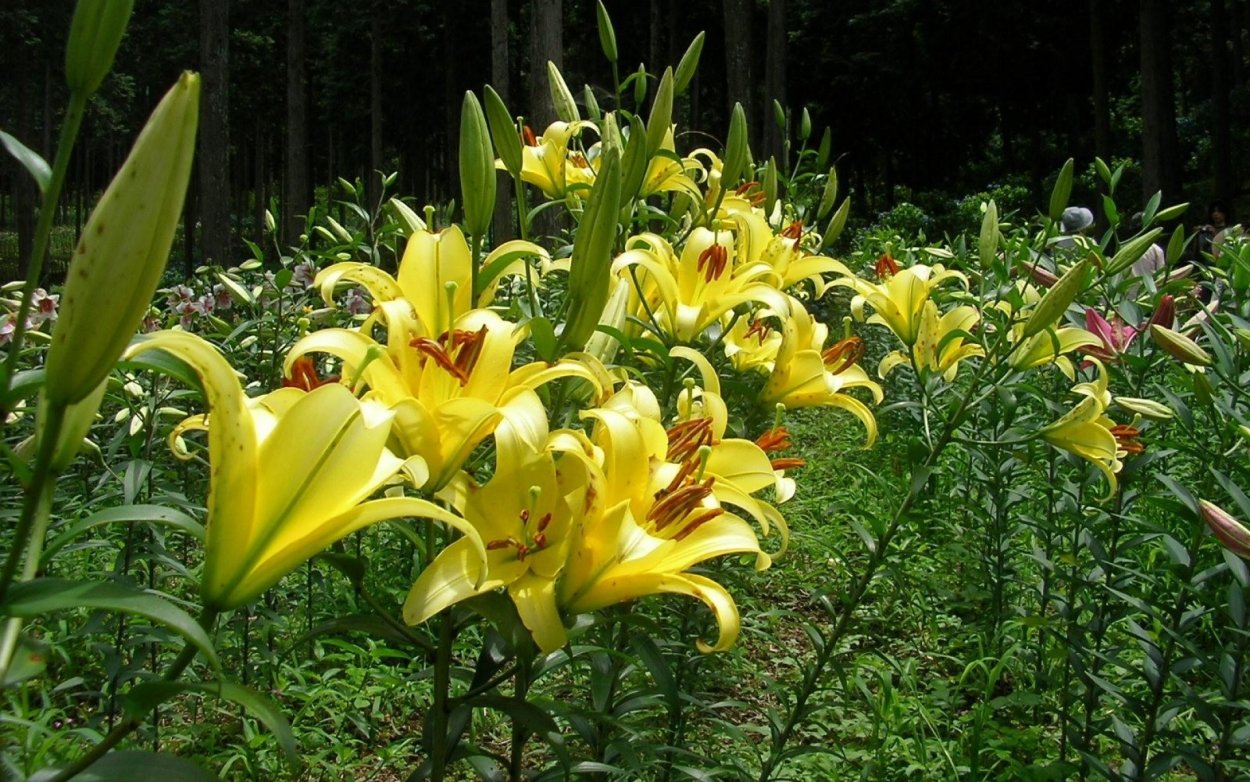 Лилия Регентс парк