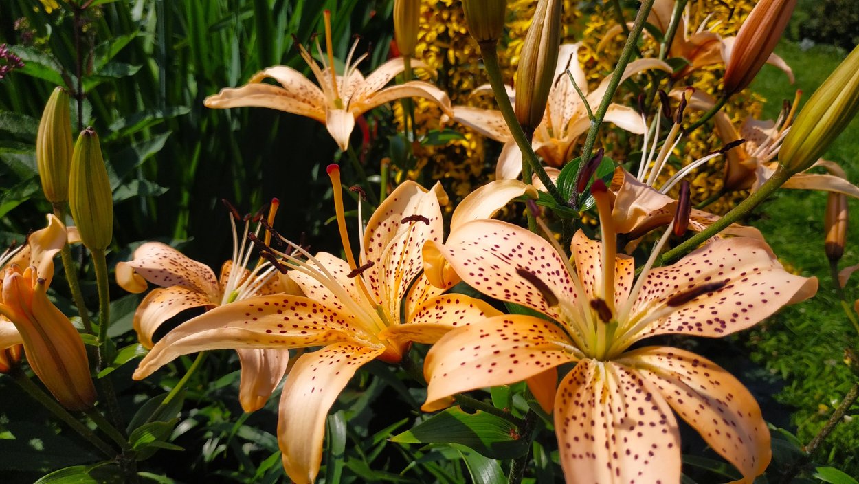 Лилия Солар Джой