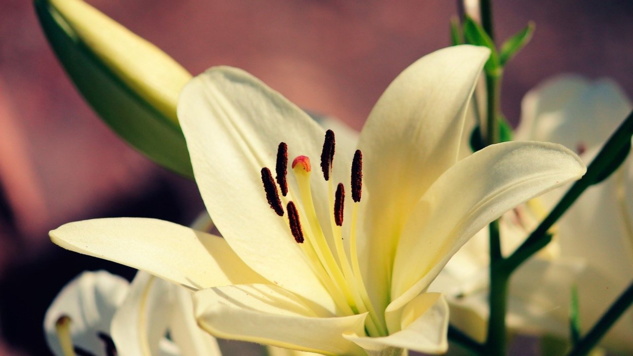 Картинки на рабочий стол лилии