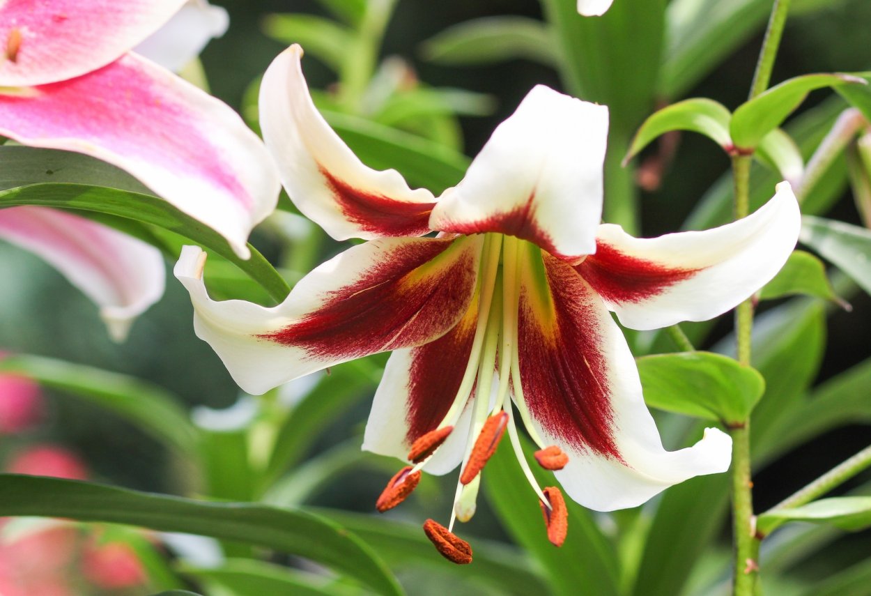 Лилия Beverly Dreams