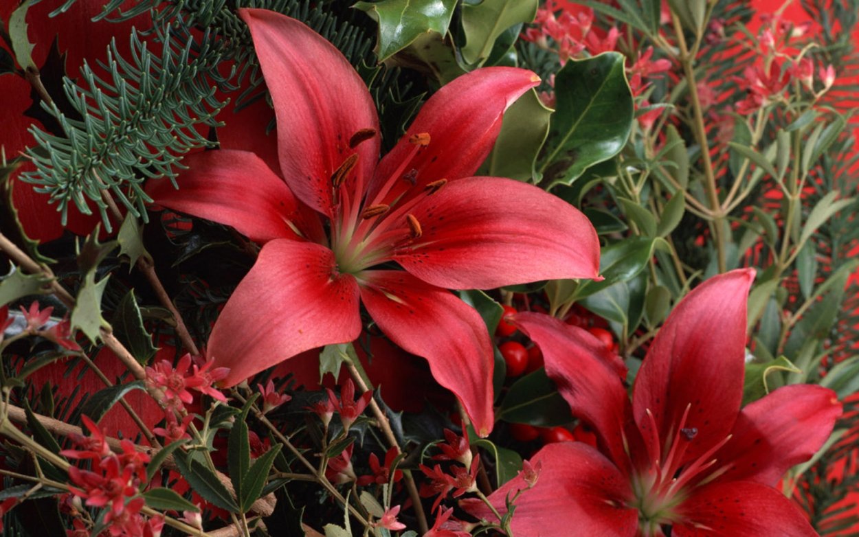 Плантации лилий