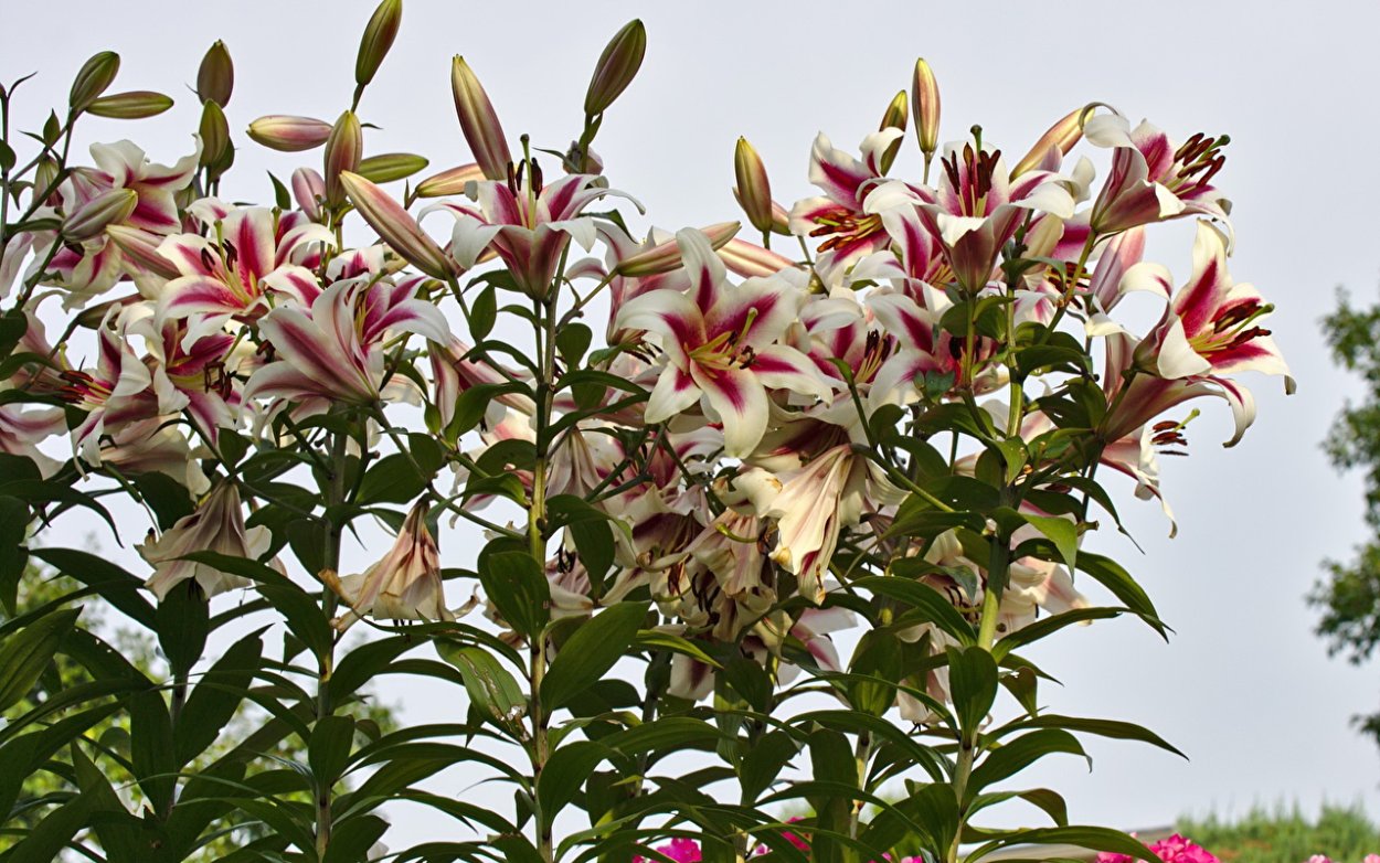 Bud Light Лилия