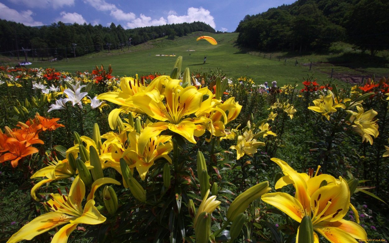 Альпийская Лилия