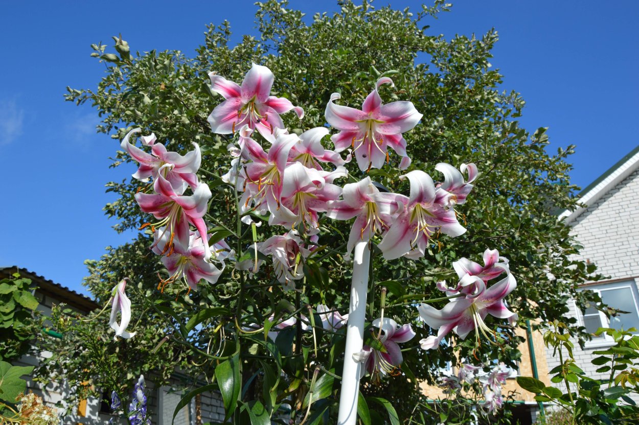 Лилия Голиаф древовидная