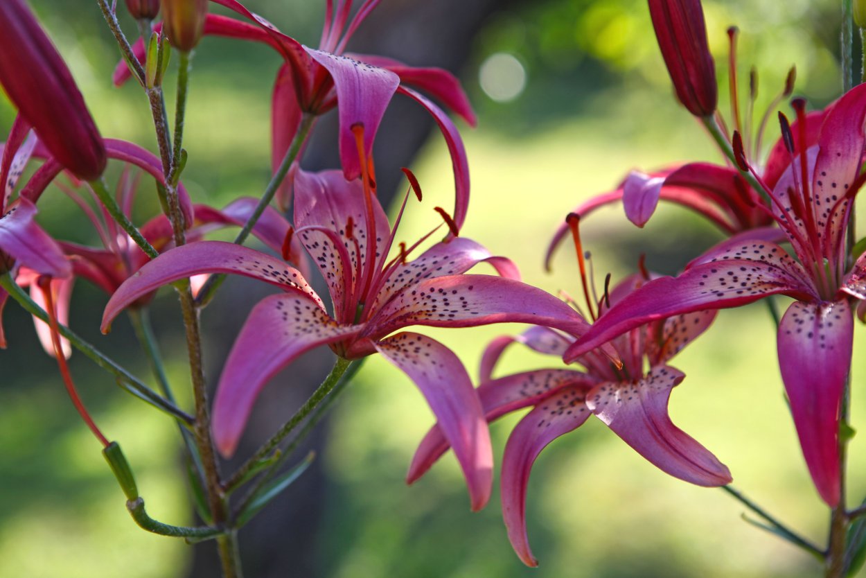 Лилия Yellow Parrot