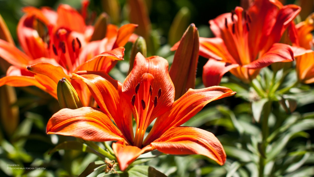 Лилия Цезарь Палас