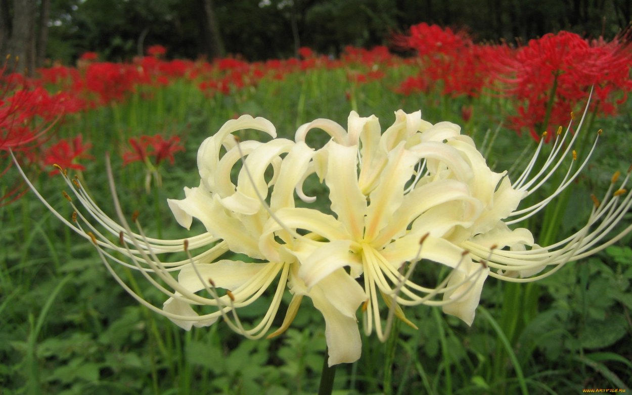 Ликорис цветок