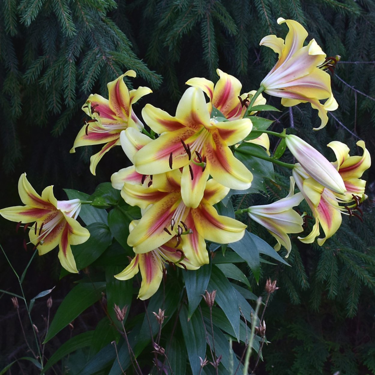 Лилия шокинг