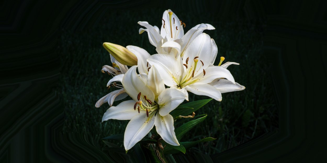 Лилия Восточная Peter Schenk